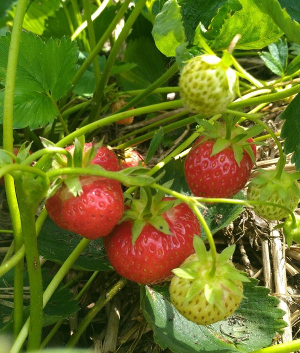Erdbeerpflanzen Elsanta (mittel)
