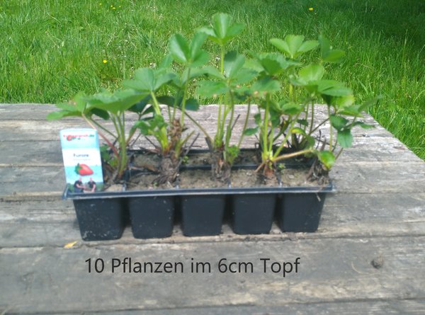 Erdbeerpflanzen - Ananaserdbeeren Paket 6 (Mix aus weißen Sorten) 12 Pflanzen
