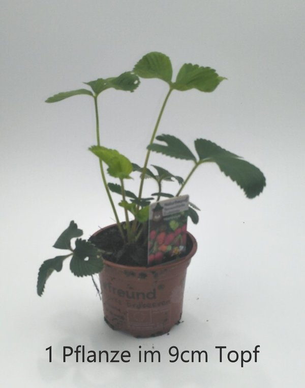 Erdbeerpflanze Ananaserdbeere "Weidling" - alte Sorte