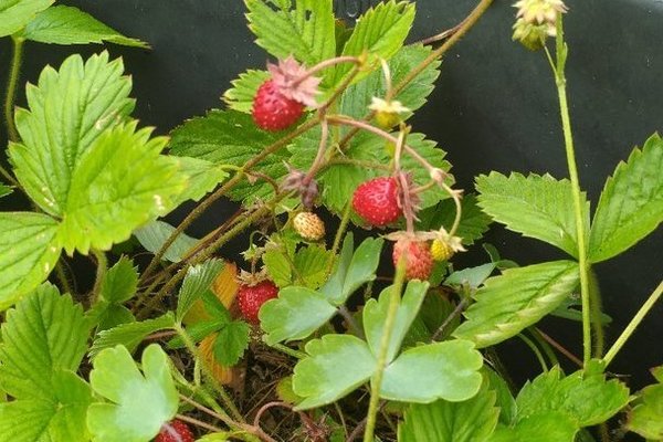 Erdbeerpflanzen Walderdbeere mit roten Früchten
