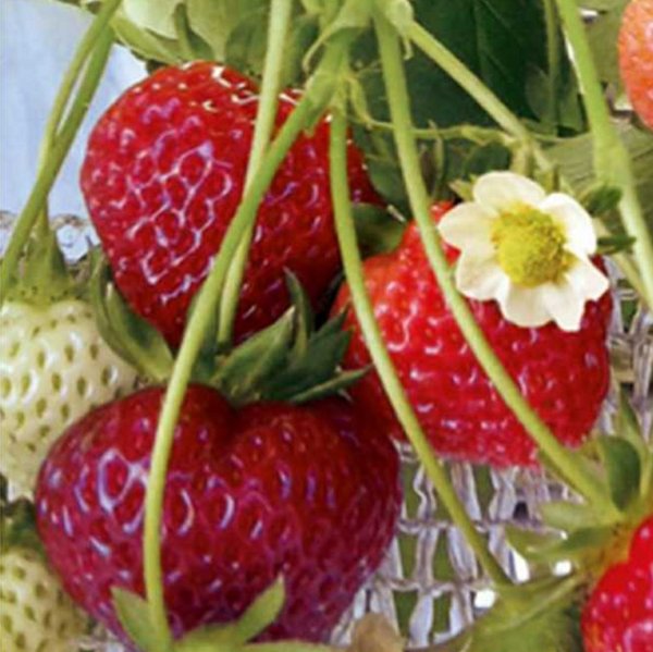 Erdbeerpflanzen Monatserdbeeren (immertragend)