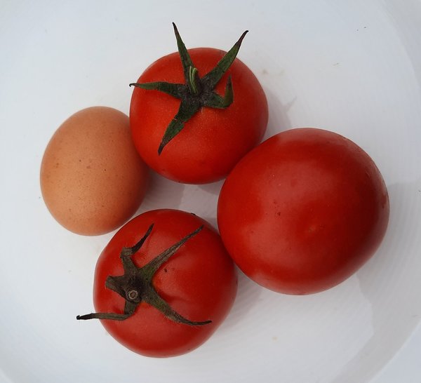 Tomate Harzfeuer F1 - Samen