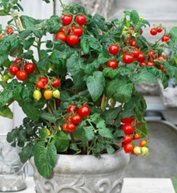 Tomate Rentita (Topftomate) - Samen