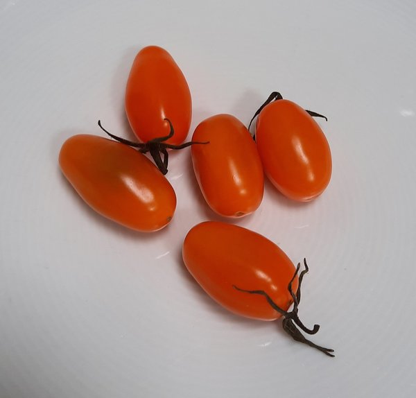 Tomate Nugget F1 - Jungpflanze