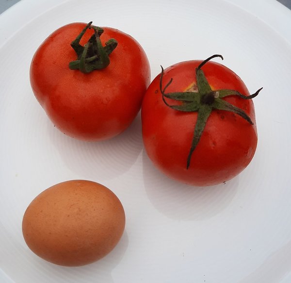 Tomate Pannovy F1 - Jungpflanze