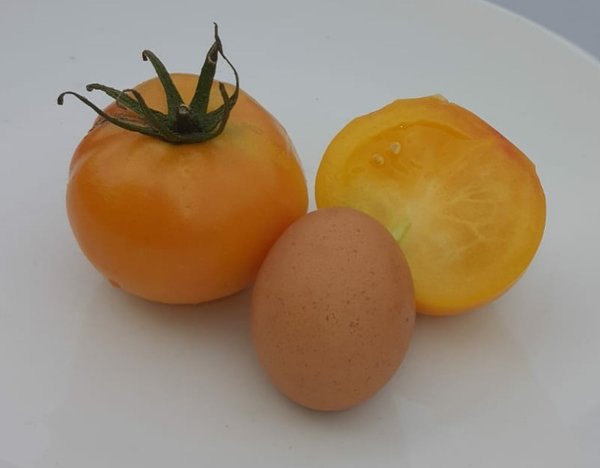 Tomate Goldene Königin - Normalfrucht