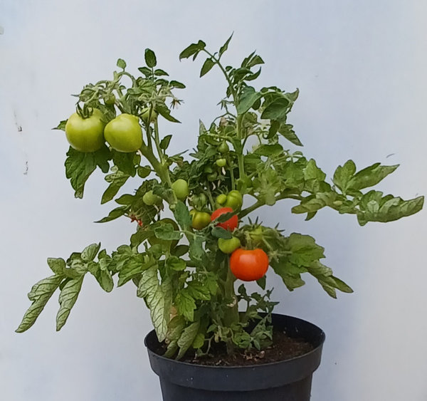 Tomate Topftomate rot - Jungpflanze