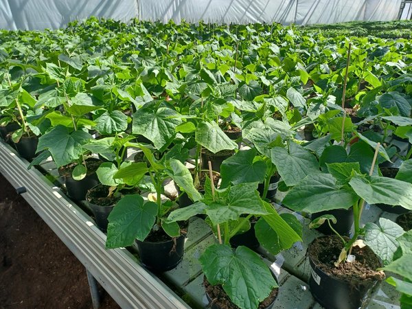 Einlegegurke Travito F1 (Senfgurke) - Jungpflanze