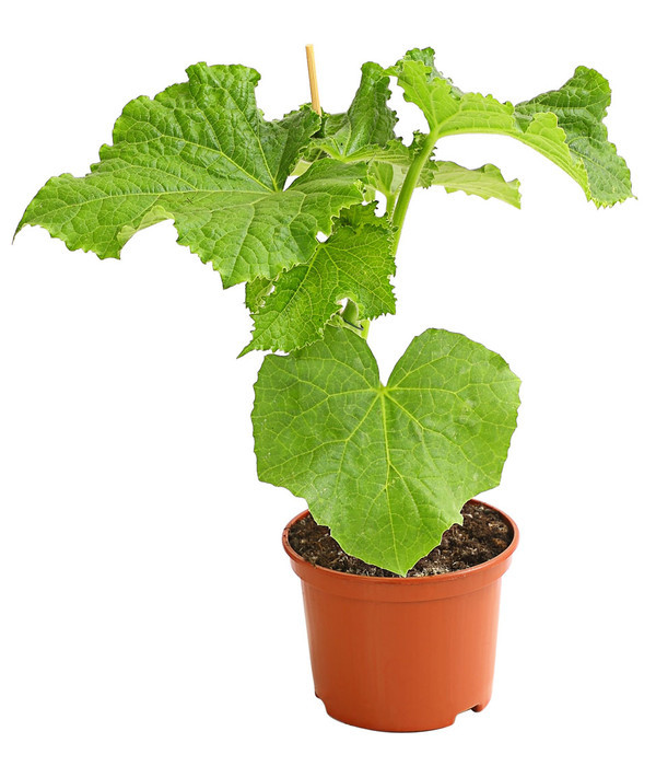 Einlegegurke Travito F1 (Senfgurke) - Jungpflanze