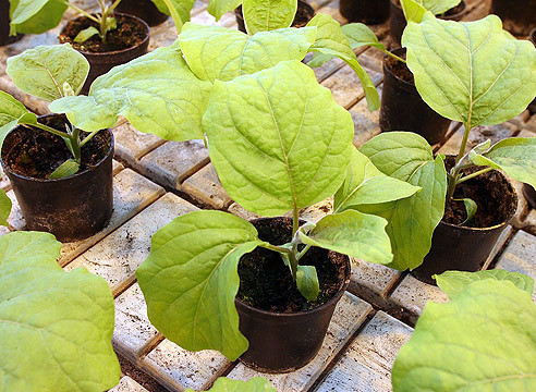 Aubergine Jackpot F1 (Mini-Aubergine) - Jungpflanze