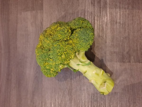 Brokkoli - Jungpflanze