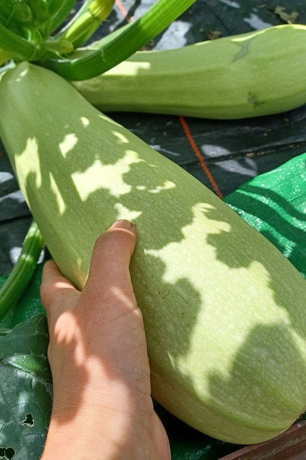 Zucchini Cavili F1 - Jungpflanze