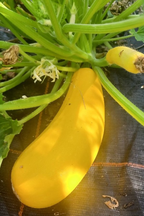 Zucchini Soleil F1 - Jungpflanze