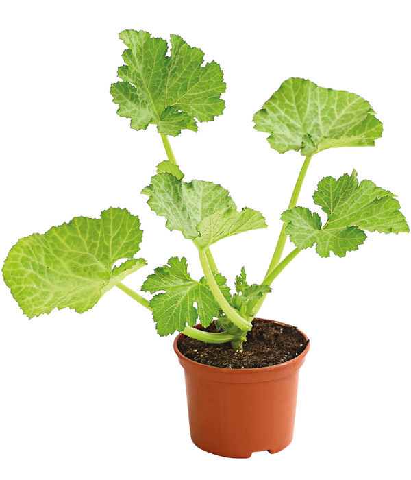 Zucchini Soleil F1 - Jungpflanze
