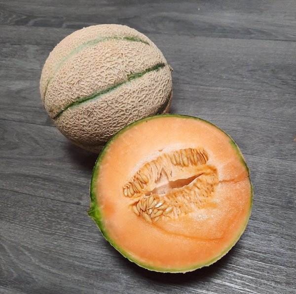Melone Cantaloupe Gandalf F1 - Jungpflanze