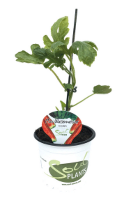 Wassermelone Lutea F1 - Jungpflanze