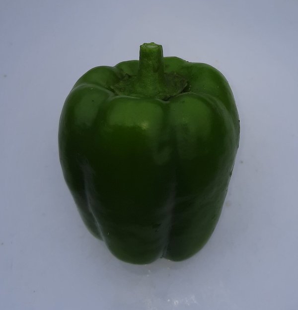Paprika Neusiedler Ideal - Jungpflanze