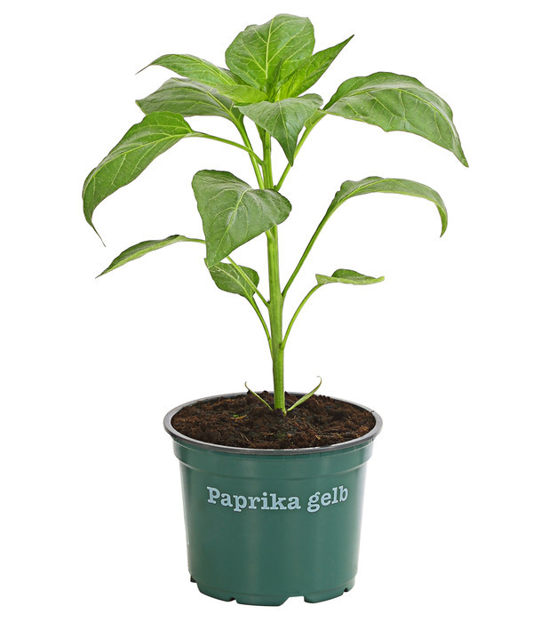 Paprika Yolo Wonder - Jungpflanze