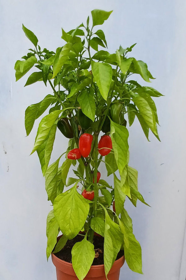 Paprika Snacking Red F1 (Snackpaprika) - Jungpflanze