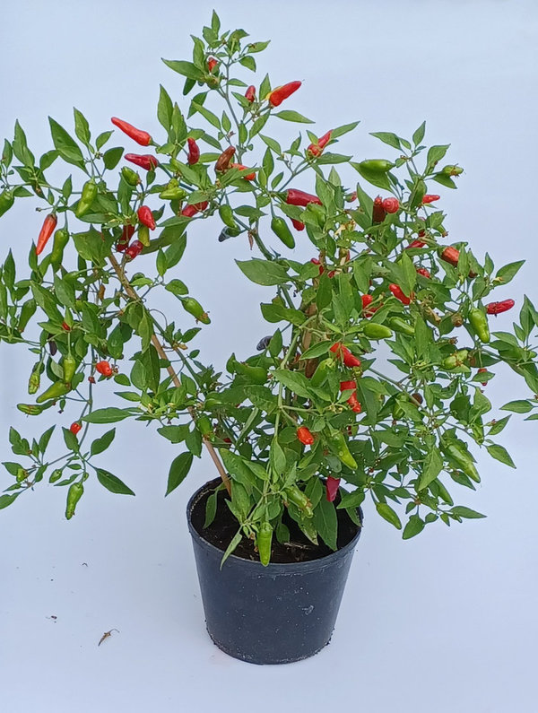 Peperoni Apache F1 (Topfpeperoni) - Jungpflanze