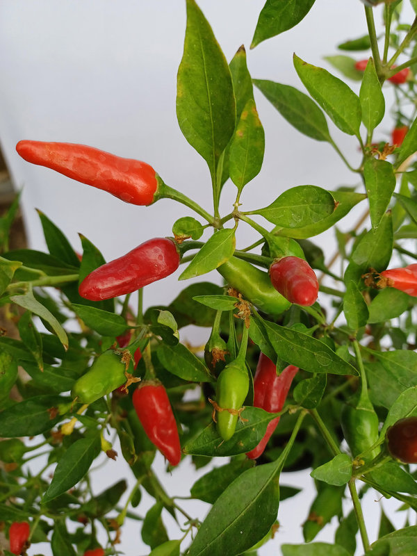Peperoni Apache F1 (Topfpeperoni) - Jungpflanze
