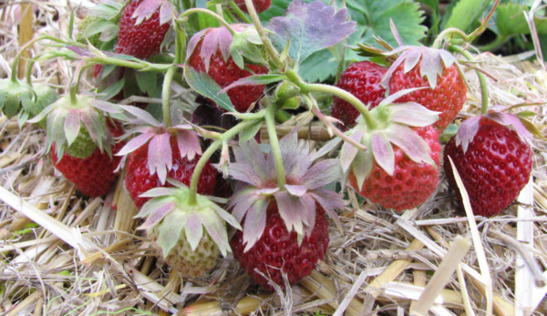 Erdbeerpflanze "Macheraus Marieva" - alte Sorte
