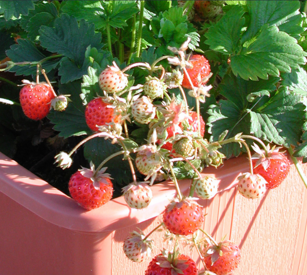 Erdbeerpflanze "Oberschlesien" - alte Sorte