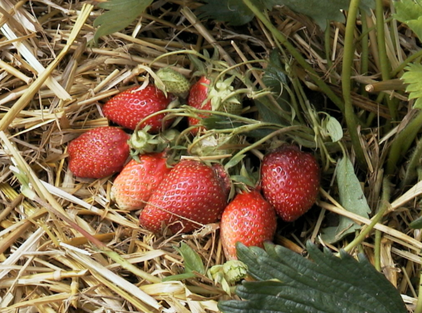 Erdbeerpflanze "Garriguette" - alte Sorte
