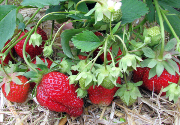 Erdbeerpflanze "Madame Moutot" - alte Sorte