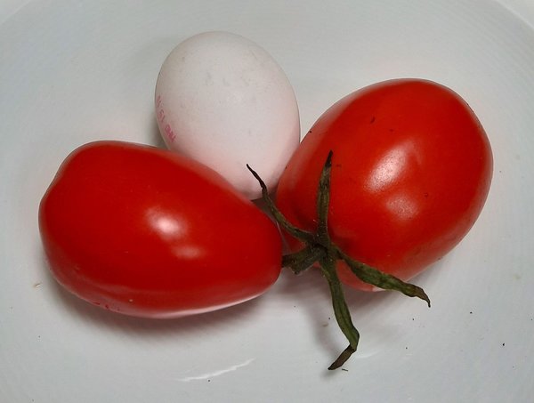 Tomate Ranger F1 - Jungpflanze