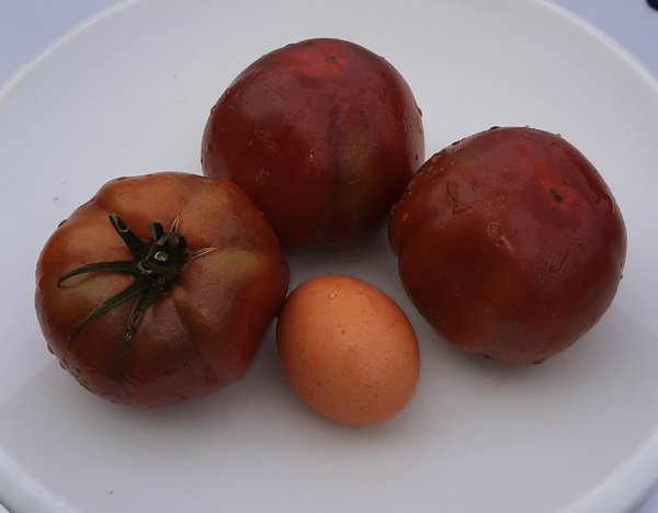 Tomate Cubra Libre F1 - Jungpflanze