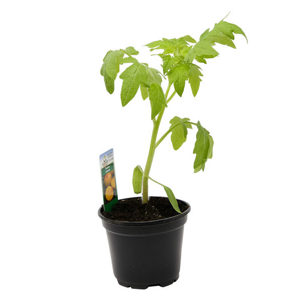 Tomate Borsalina F1 - Jungpflanze
