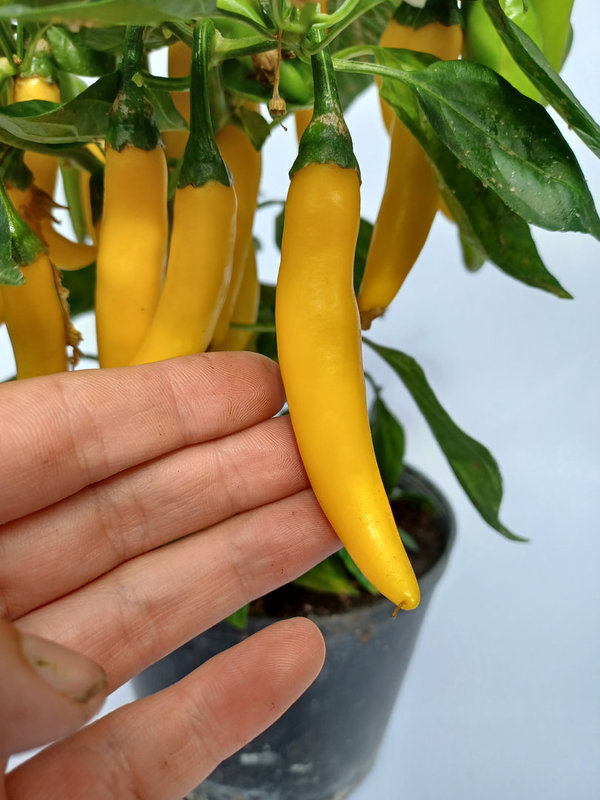 Peperoni Koh Chang F1 - Jungpflanze