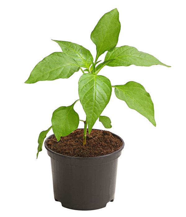 Peperoni Koh Chang F1 - Jungpflanze
