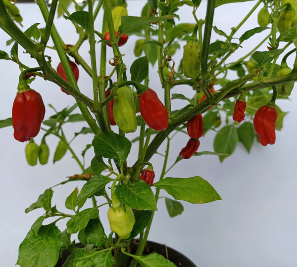 Peperoni Habanero Red - Jungpflanze - sehr scharf
