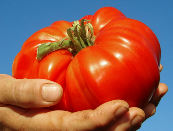 Tomate Supersteak - die Geschmackvolle - Fleischtomate