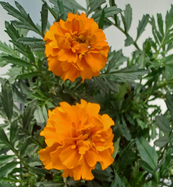 Studentenblume - Tagetes patula 'King Orange'
