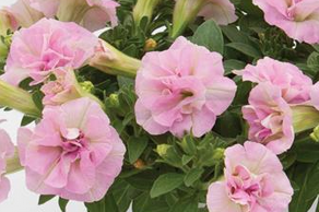 Petunien "Light Pink" - gefüllte Blüten