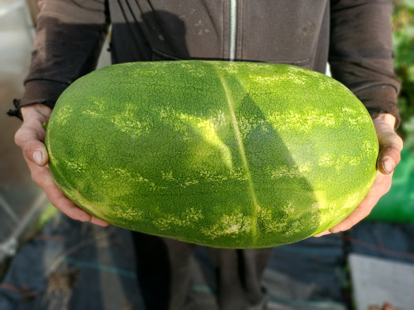 Wassermelone 'länglich' - veredelt