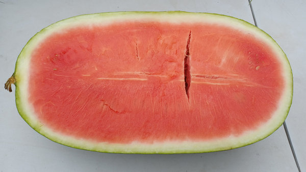 Wassermelone 'länglich' - veredelt
