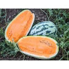 Wassermelone 'Orangeglo' - Jungpflanze