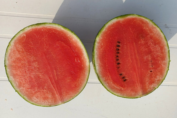 Wassermelone 'Sugar Baby' - Jungpflanze