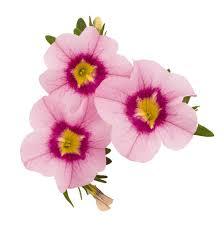 Zauberglöckchen - Bloomtastic Rose Quartz