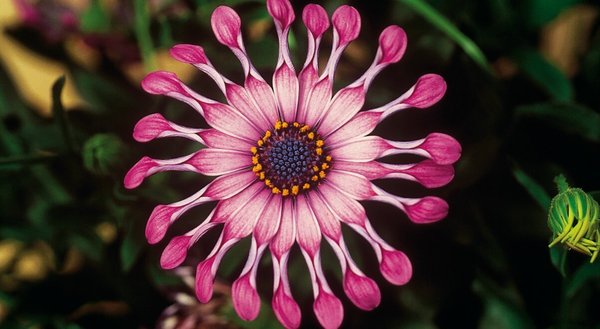 Magerite Osteospermum "FlowerPower Spider Pink"