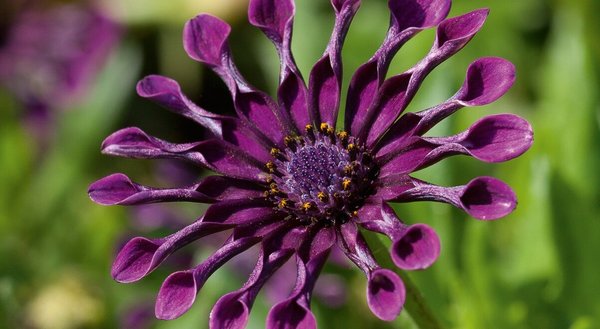 Magerite Osteospermum "FlowerPower Spider Purple"