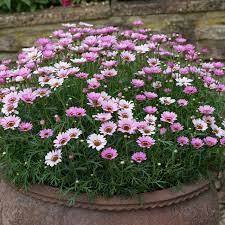 Argyranthemum Grandaisy Pink
