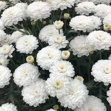 Argyranthemum Double White