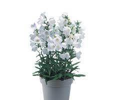 Glockenblume - Campanula persicifolia "White"