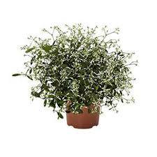 Euphorbia - Zauberschnee