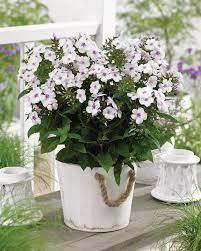 Flammenblume - Stauden-Phlox "Famous White with Eye" - im 3l Container
